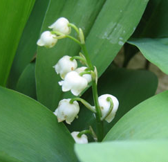 Muguet porte bonheur du 1er Mai 2012 Muguet porte bonheur du 1er Mai 2012